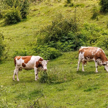 Vista Valley Case de vacanță Zărneşti